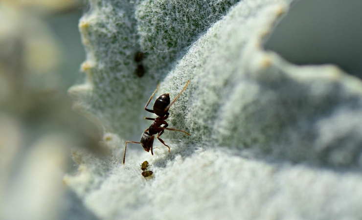 Small dark brownish black ant walking on a fuzzy pale green plant surface with two smaller insects directly in front of it.