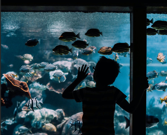 Boy looking at fish in an aquarium.